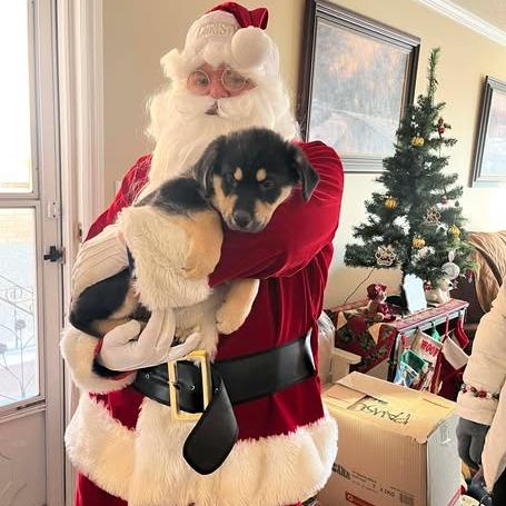 Enlarge Slate, a Adoptable mixed breed in Calgary, AB image 4/5