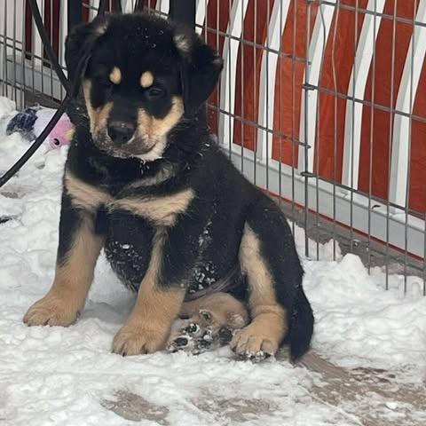 Enlarge Slate, a Adoptable mixed breed in Calgary, AB image 5/5