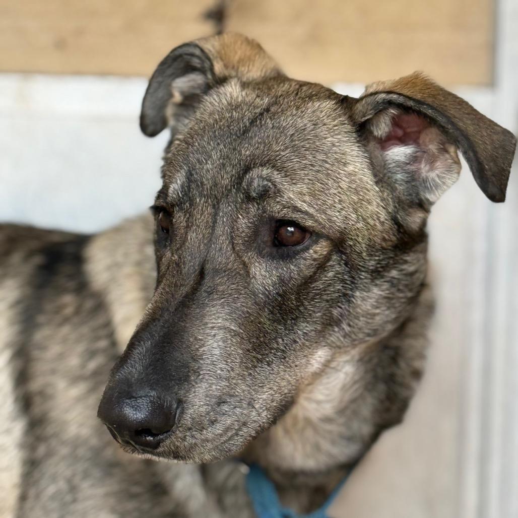 Enlarge Bear, a Adoptable mixed breed in Waldorf, MD image 1/3