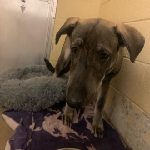 Enlarge Bear, a Adoptable mixed breed in Waldorf, MD image 2/3