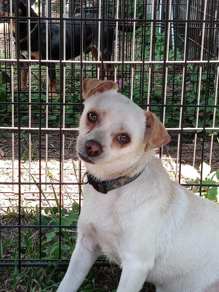 Enlarge Gentleman, a Adopted mixed breed in Ridgeland, SC image 1/2