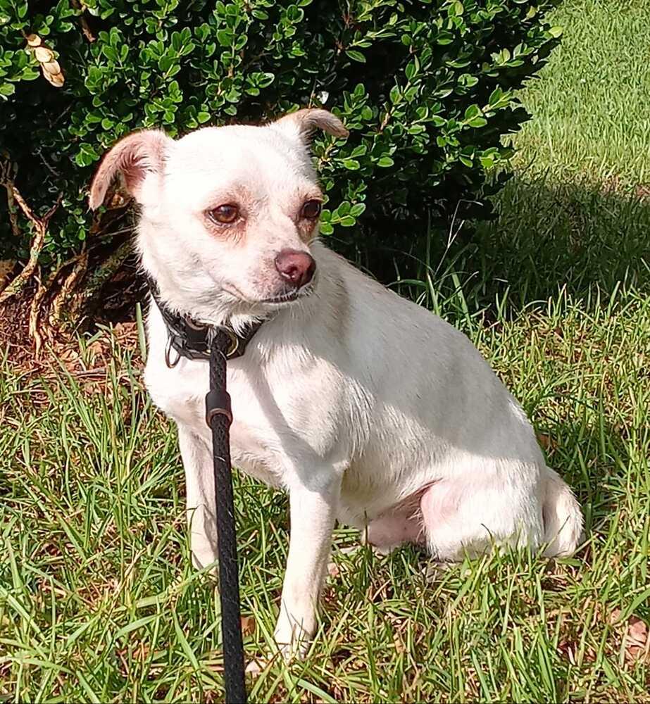 Enlarge Gentleman, a Adopted mixed breed in Ridgeland, SC image 2/2