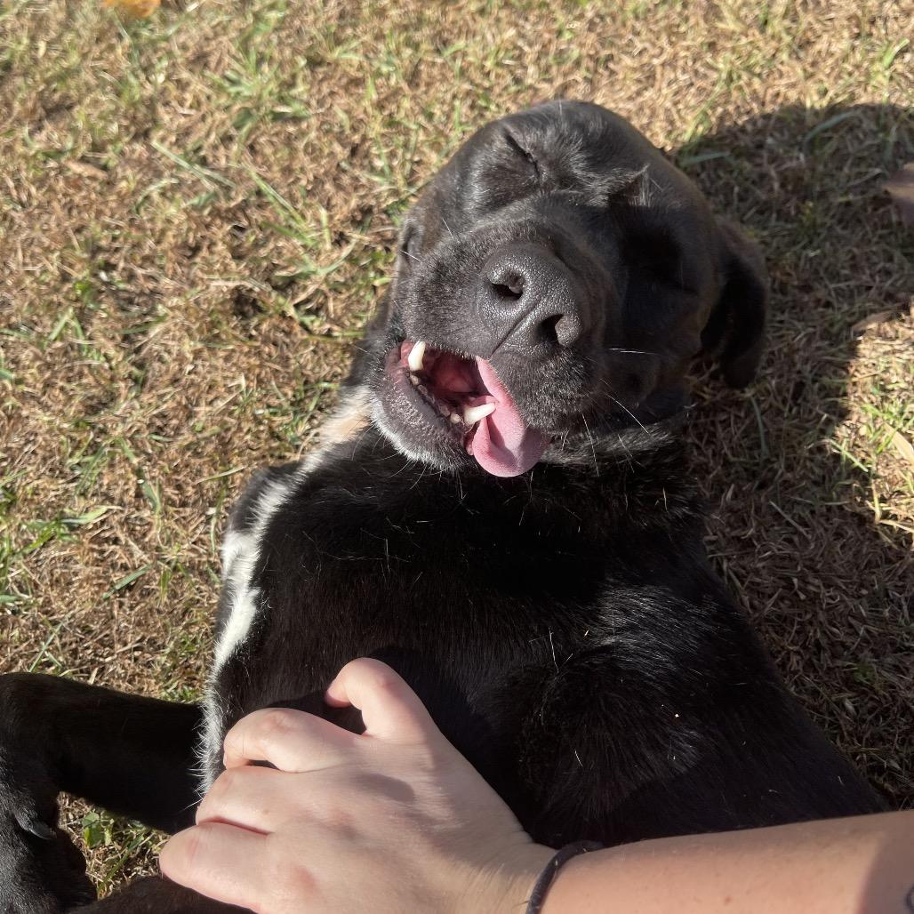 Topaz, Adoptable, Adult Male Hound & Mixed Breed.
