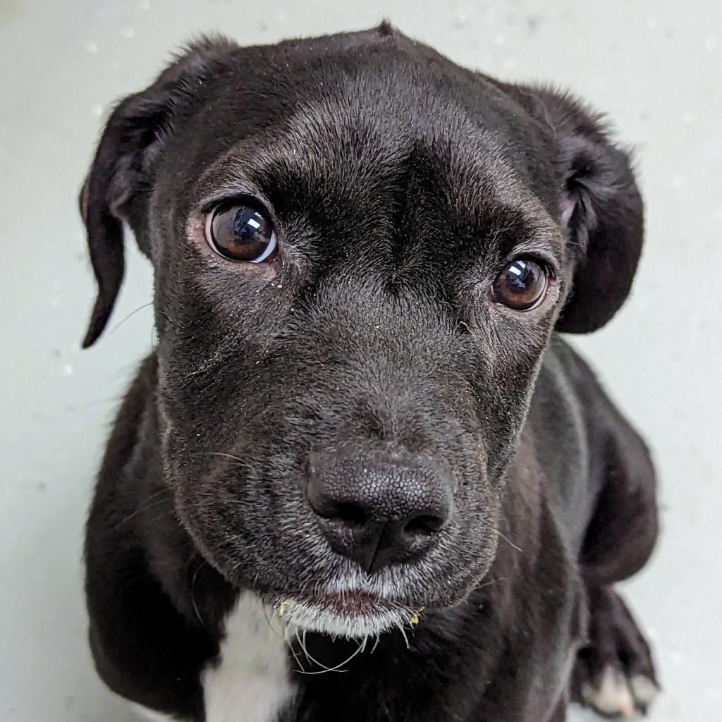 Enlarge Topaz, a Adoptable mixed breed in Blairsville, GA image 2/6