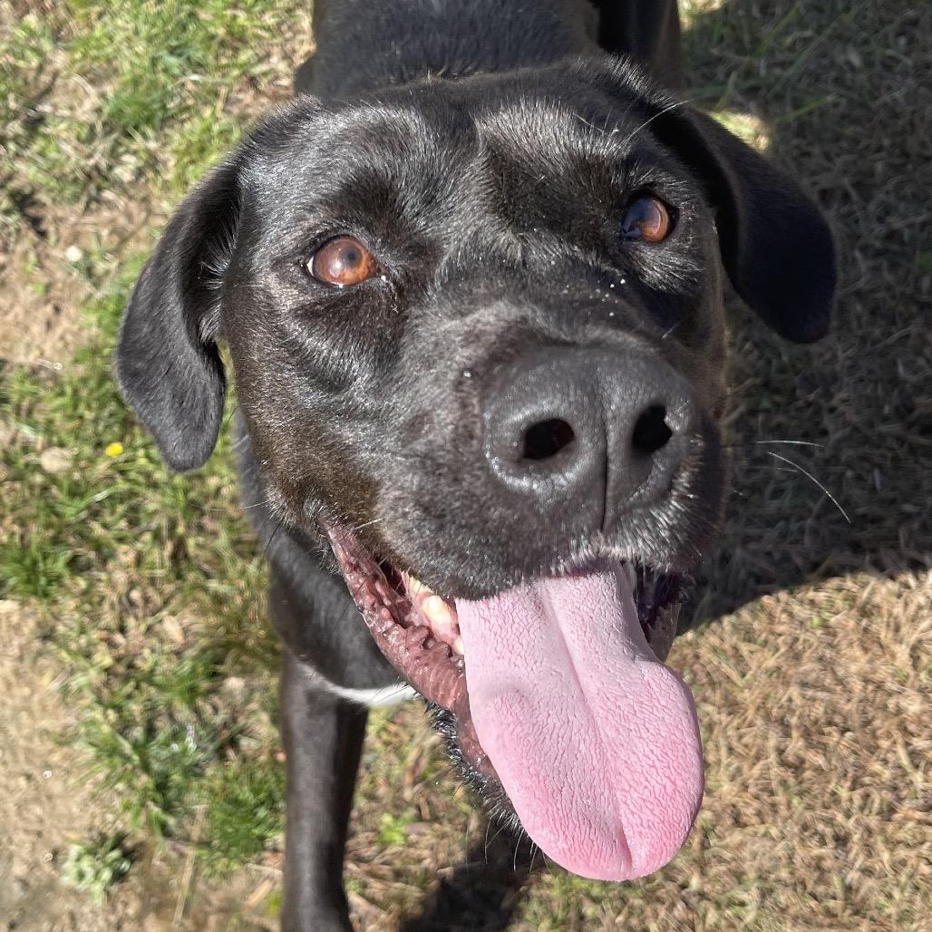 Enlarge Topaz, a Adoptable mixed breed in Blairsville, GA image 4/6