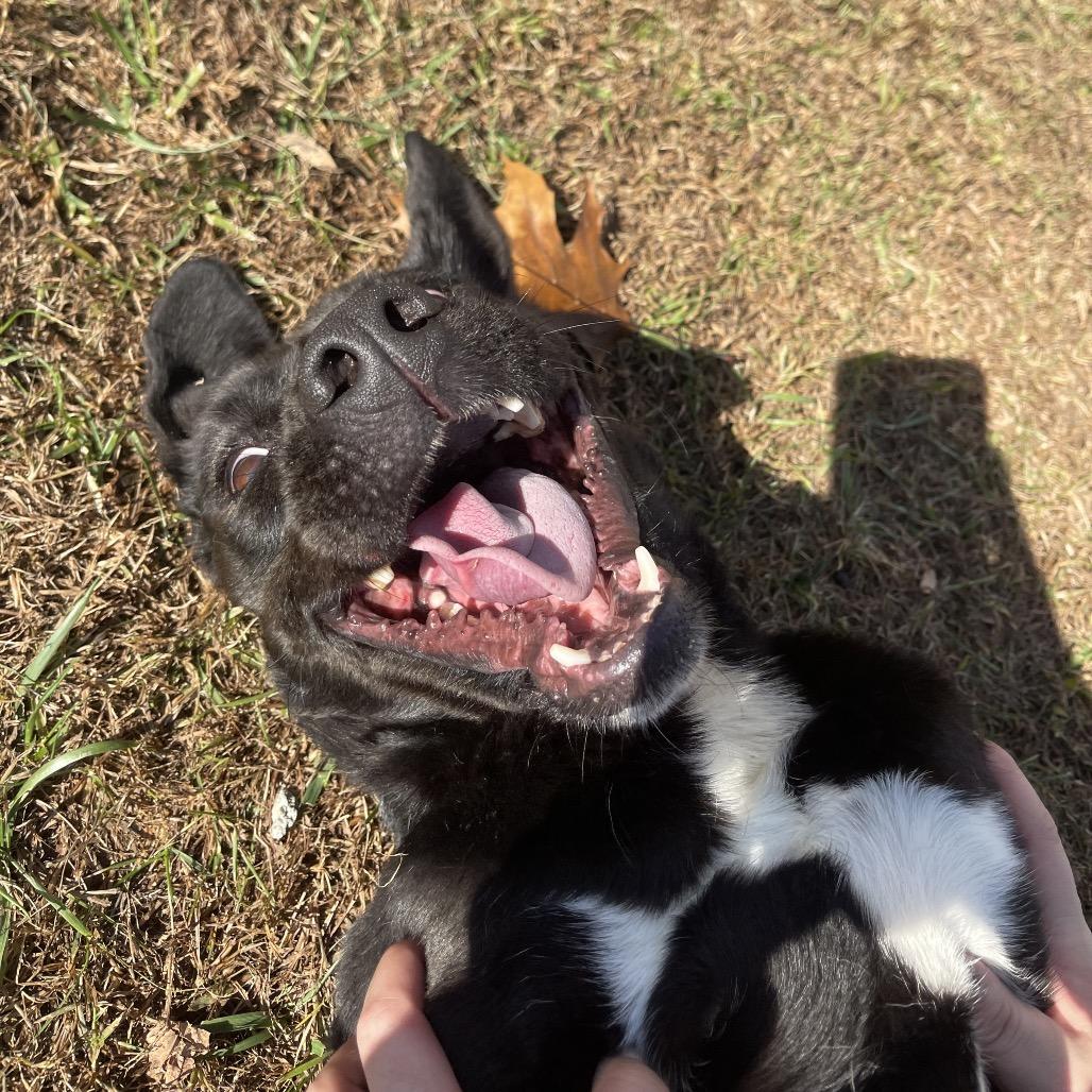 Enlarge Topaz, a Adoptable mixed breed in Blairsville, GA image 5/6