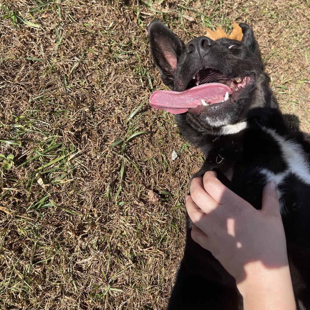 Enlarge Topaz, a Adoptable mixed breed in Blairsville, GA image 6/6