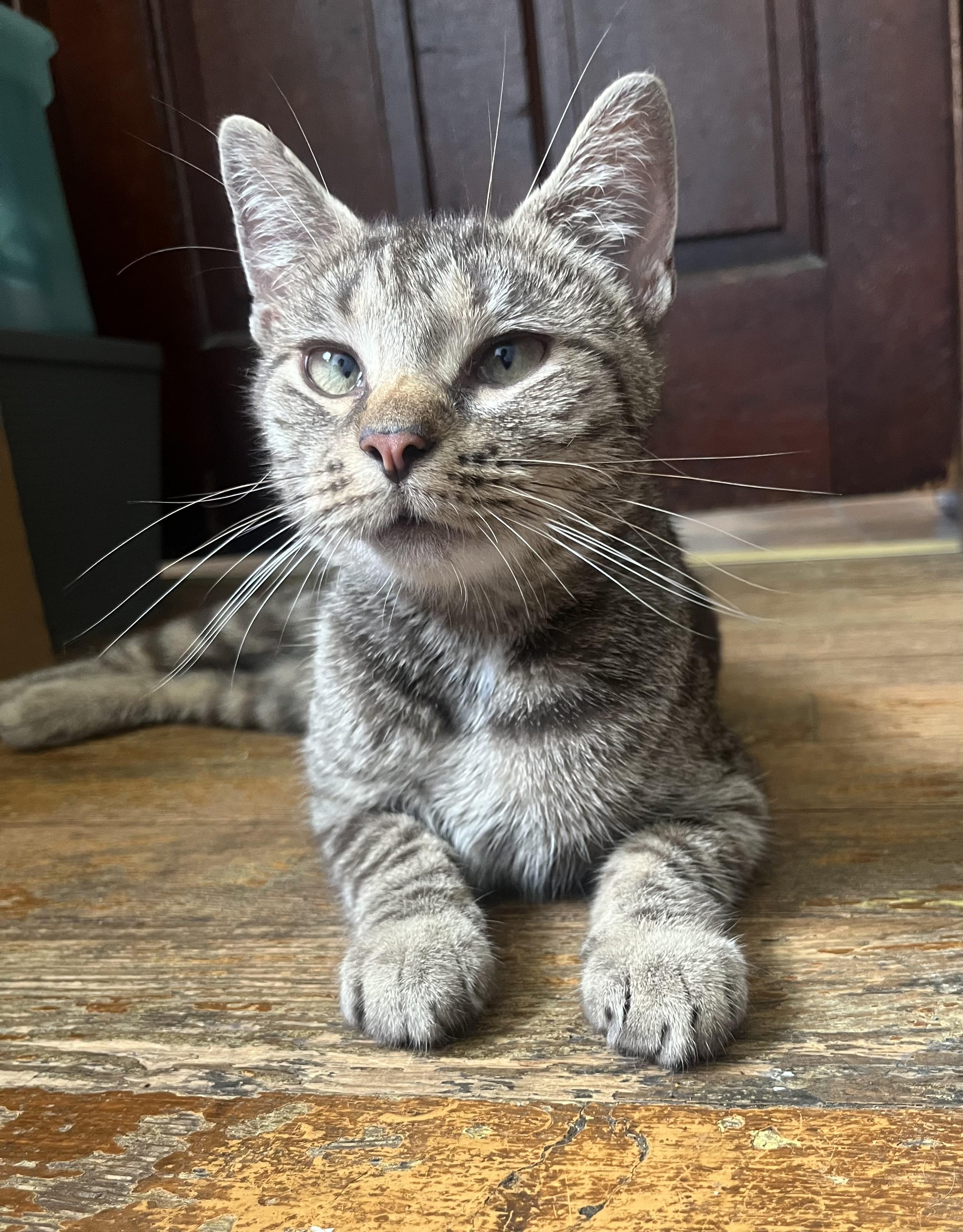 Dottie, Baby Female unknown