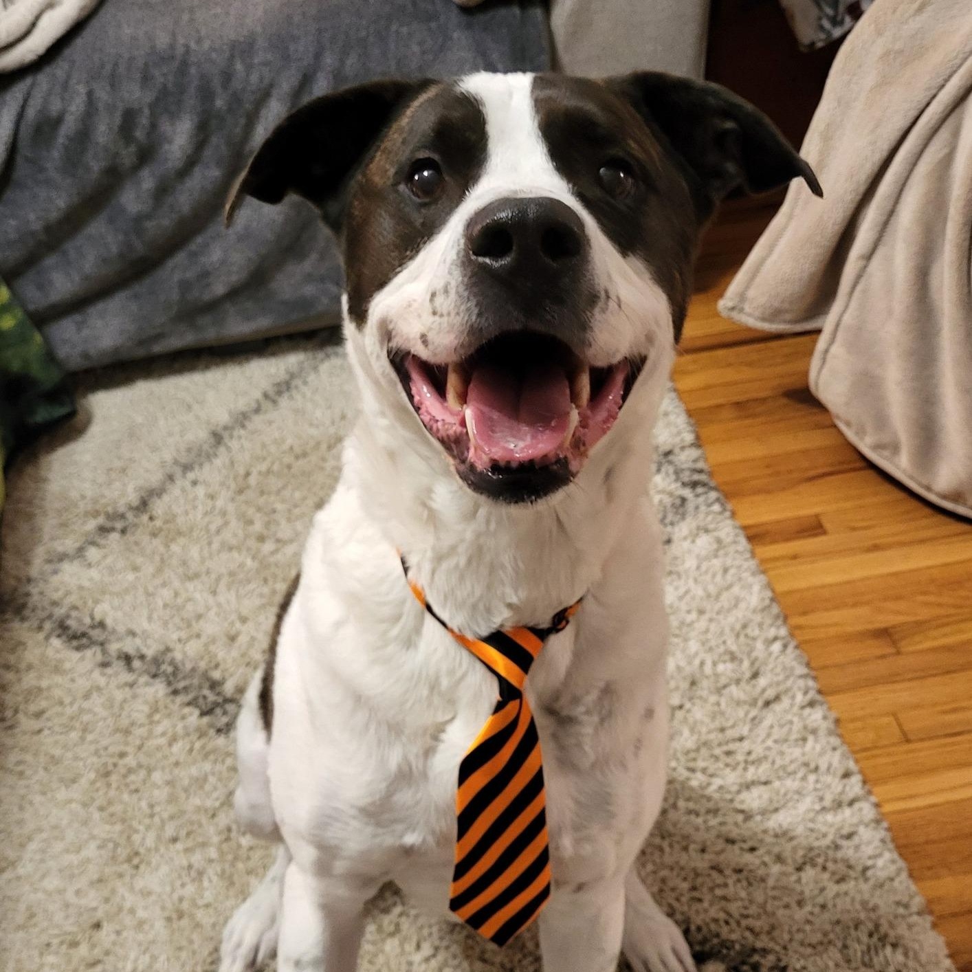 Carl, Adult Male American Staffordshire Terrier