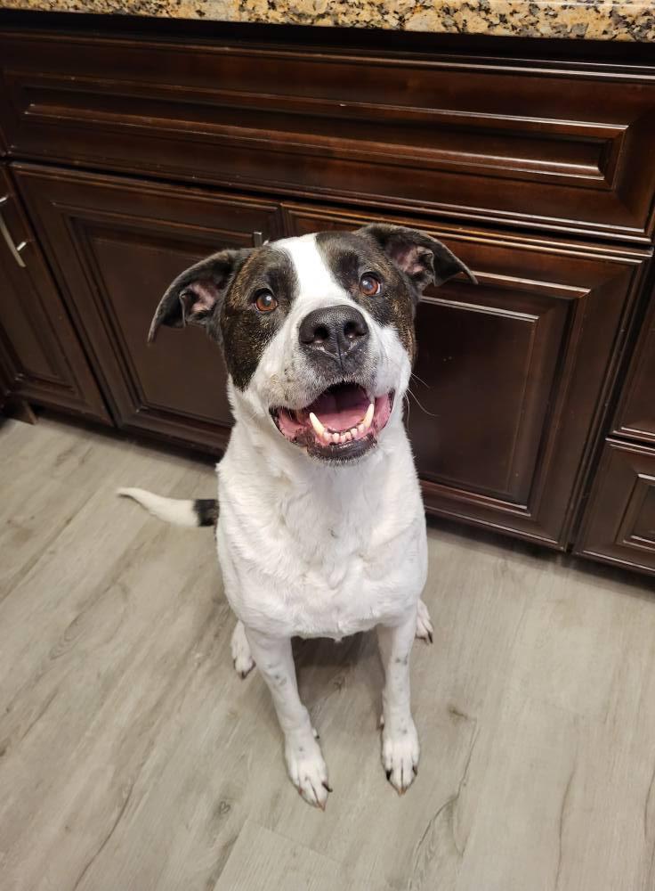 Carl, an adoptable American Staffordshire Terrier in Lincoln, NE, 68506 | Photo Image 3