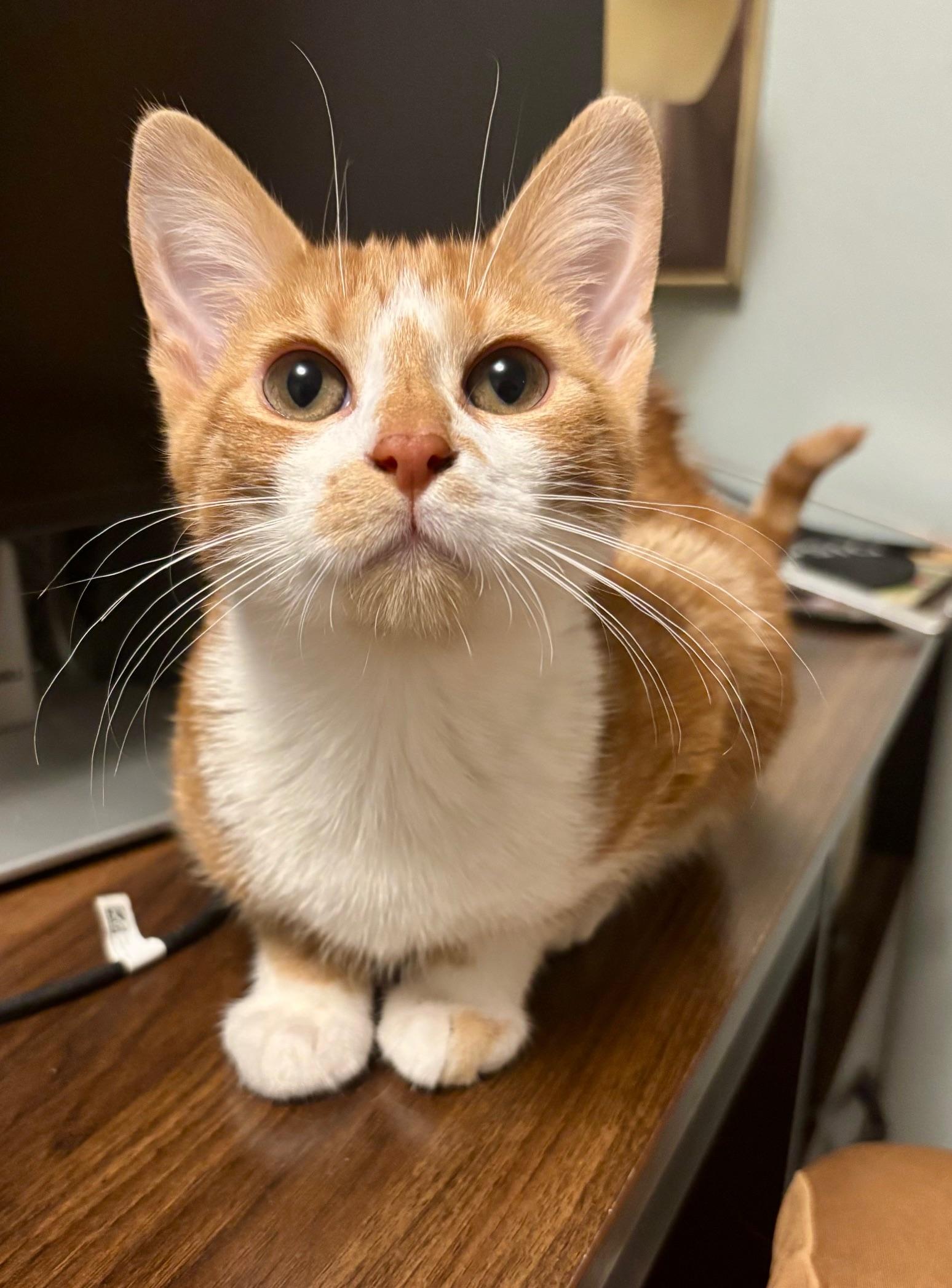 Marmalady, ADOPTABLE, Kitten Female Domestic Short Hair.