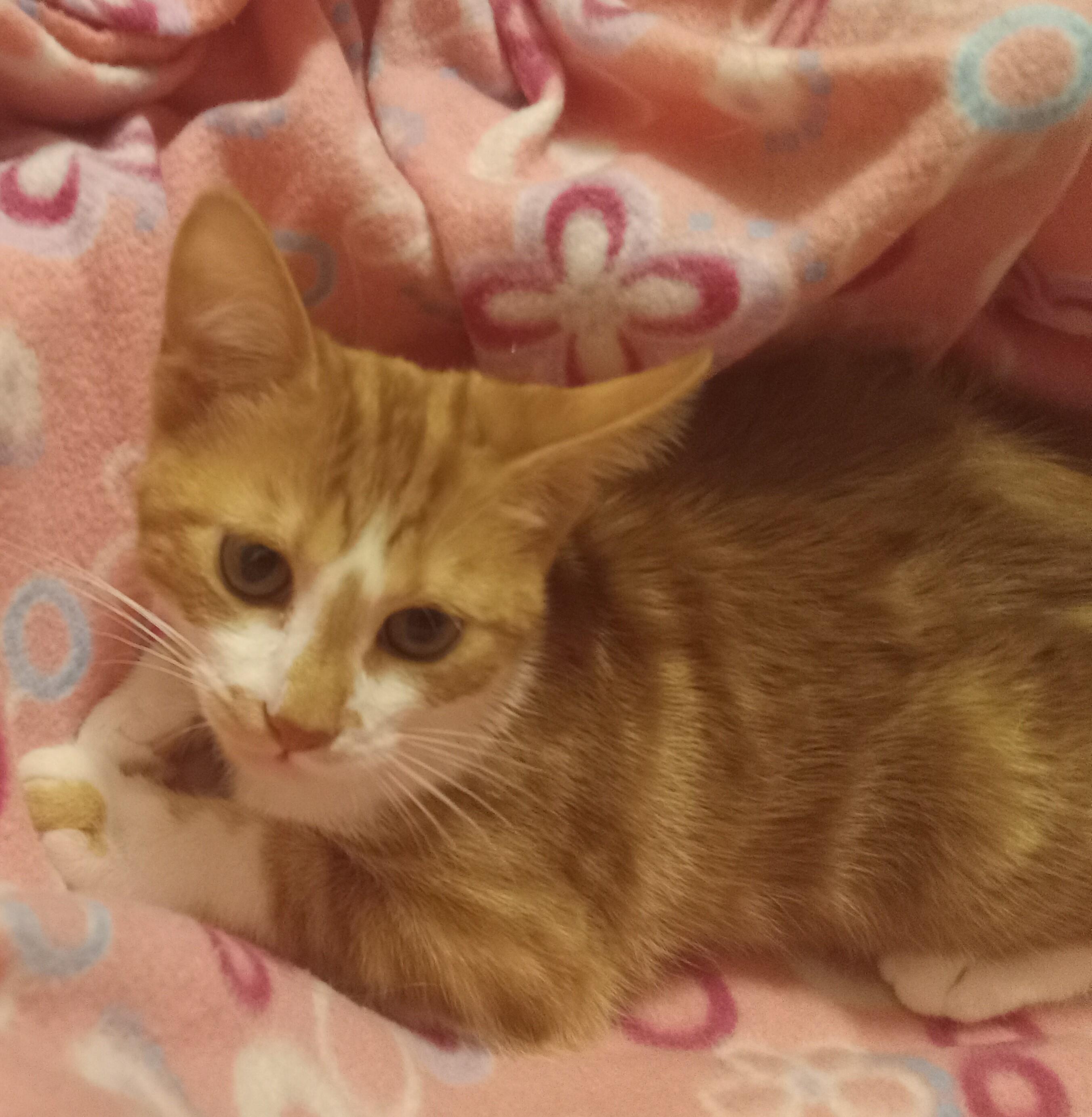 Enlarge Marmalady, a ADOPTABLE Domestic Short Hair in Highland Park, NJ image 6/6