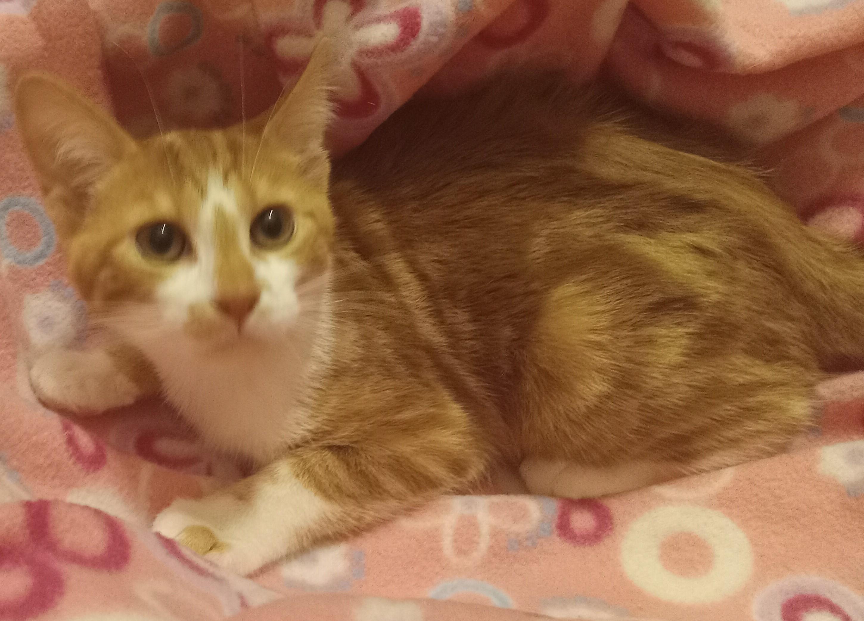 Enlarge Marmalady, a ADOPTABLE Domestic Short Hair in Highland Park, NJ image 5/6