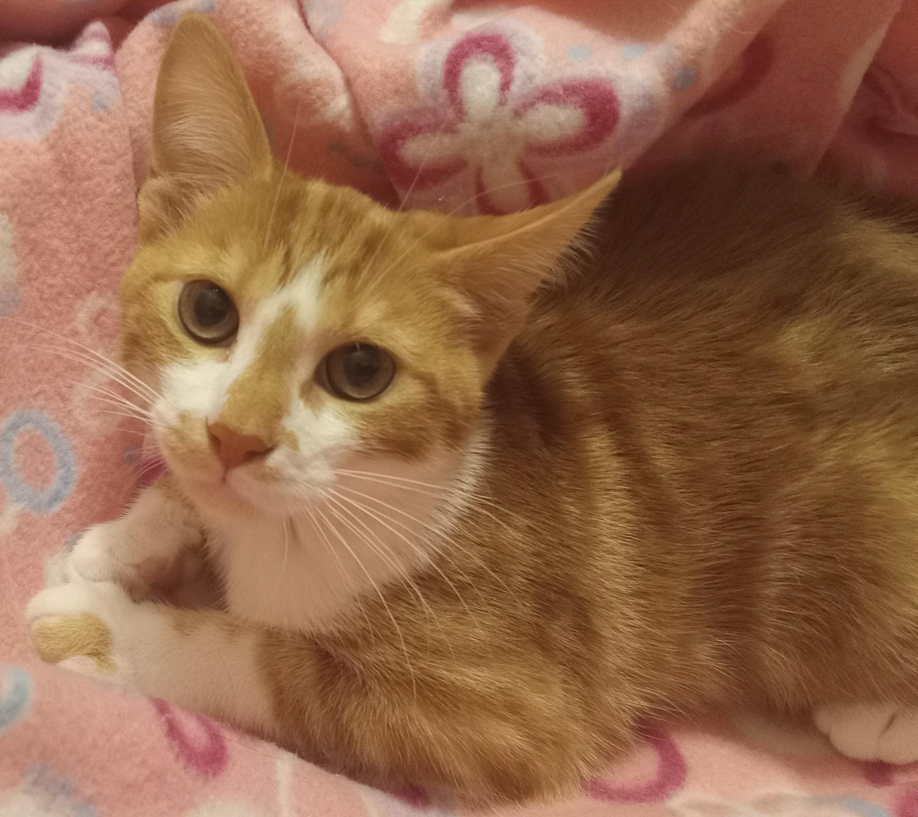 Enlarge Marmalady, a ADOPTABLE Domestic Short Hair in Highland Park, NJ image 3/6