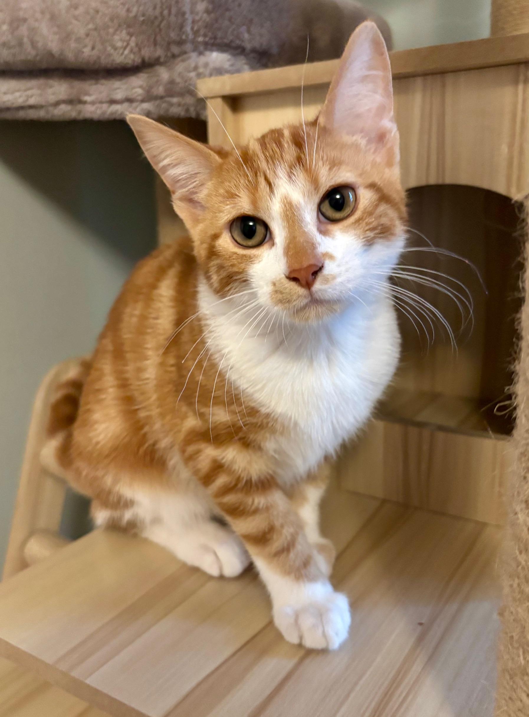 Marmalady, ADOPTABLE, Kitten Female Domestic Short Hair.