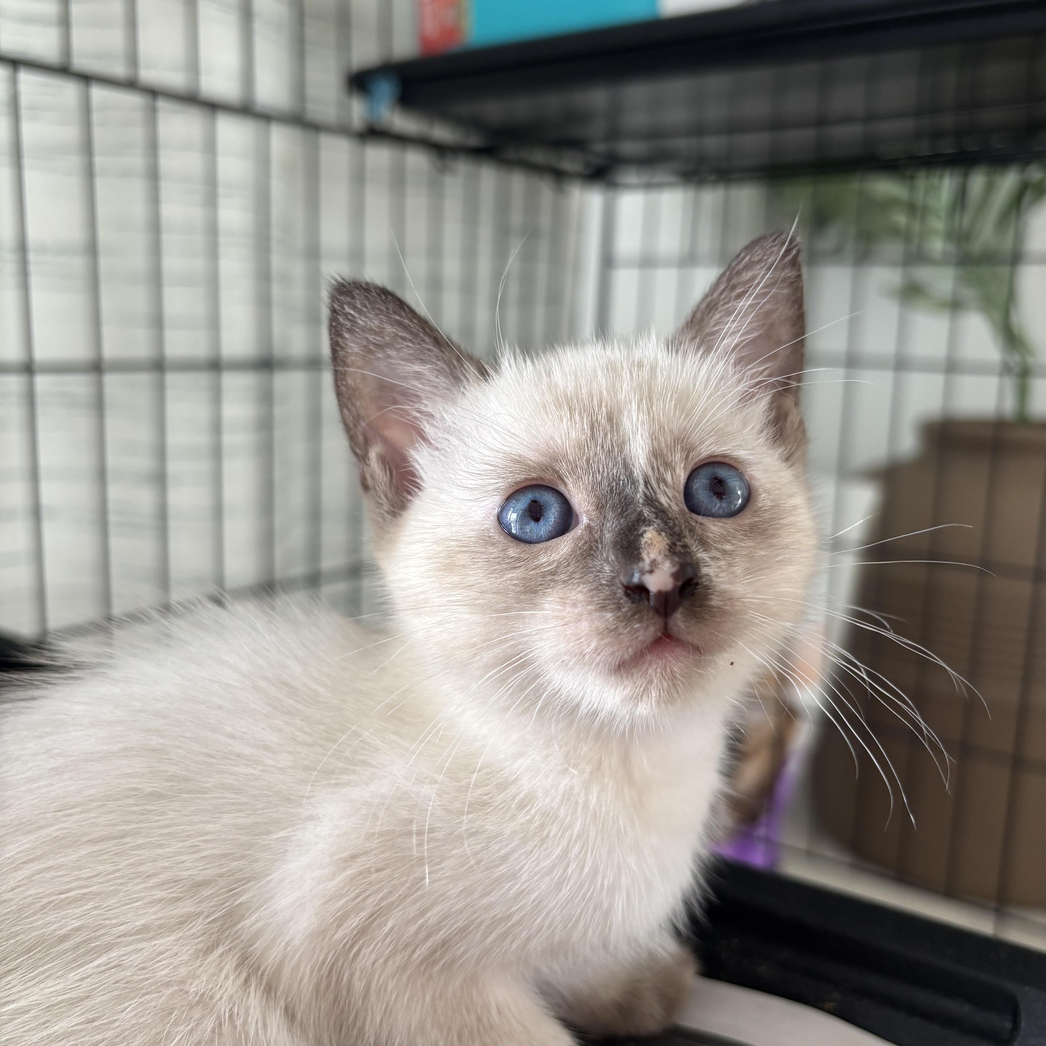Dolly, an adopted mixed breed in Ewa Beach, HI image 1/5
