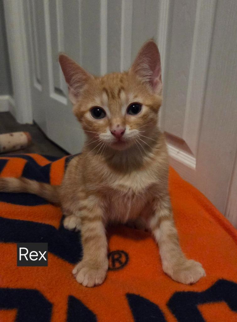 Enlarge Rex, a Adoptable mixed breed in Fort Oglethorpe, GA image 1/2