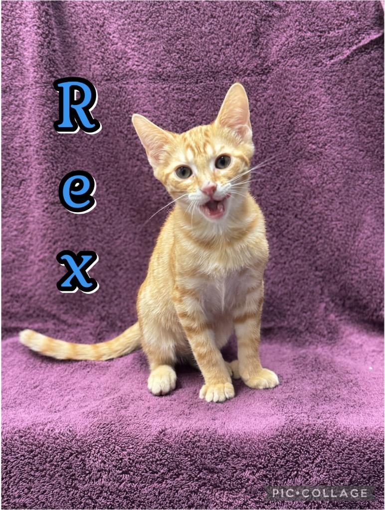 Enlarge Rex, a Adoptable mixed breed in Fort Oglethorpe, GA image 2/2