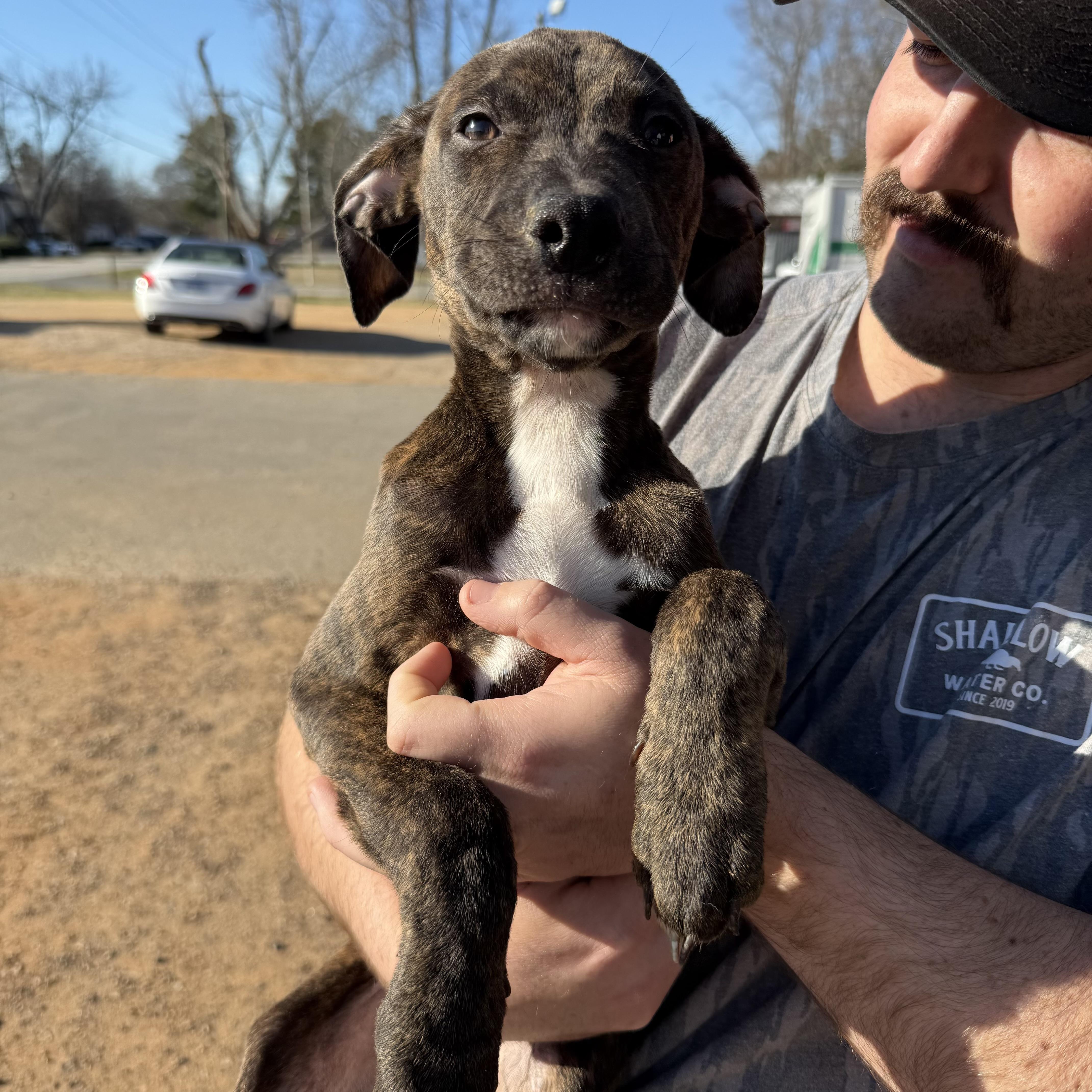 Spandex — thumbnail 3