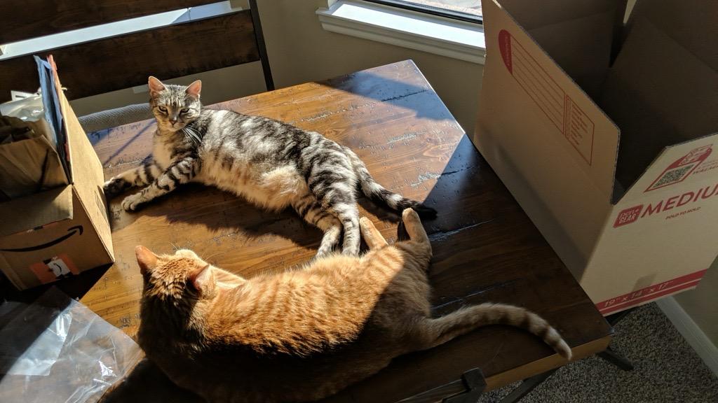 Enlarge Last week Riley and Diego, an adopted American Shorthair in Fort Myers Beach, FL image 4/4