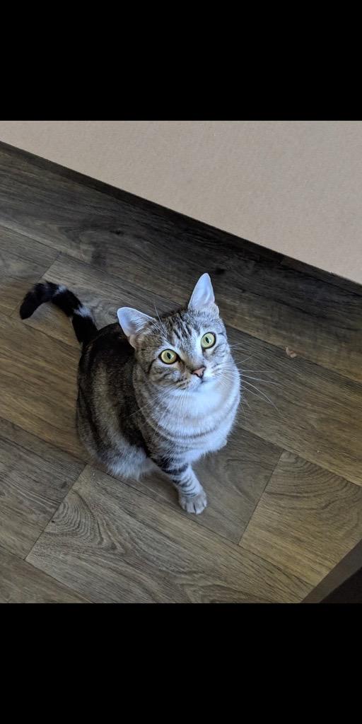 Enlarge Last week Riley and Diego, an adopted American Shorthair in Fort Myers Beach, FL image 2/4