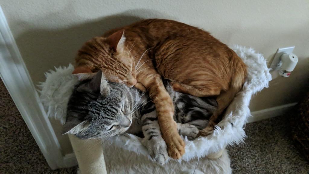 Last week Riley and Diego, adopted, Adult Female American Shorthair.