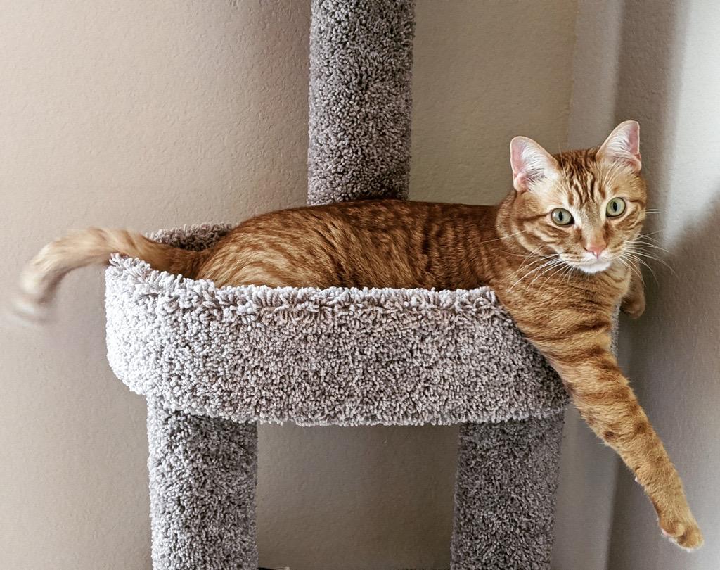 Enlarge Last week Riley and Diego, an adopted American Shorthair in Fort Myers Beach, FL image 3/4