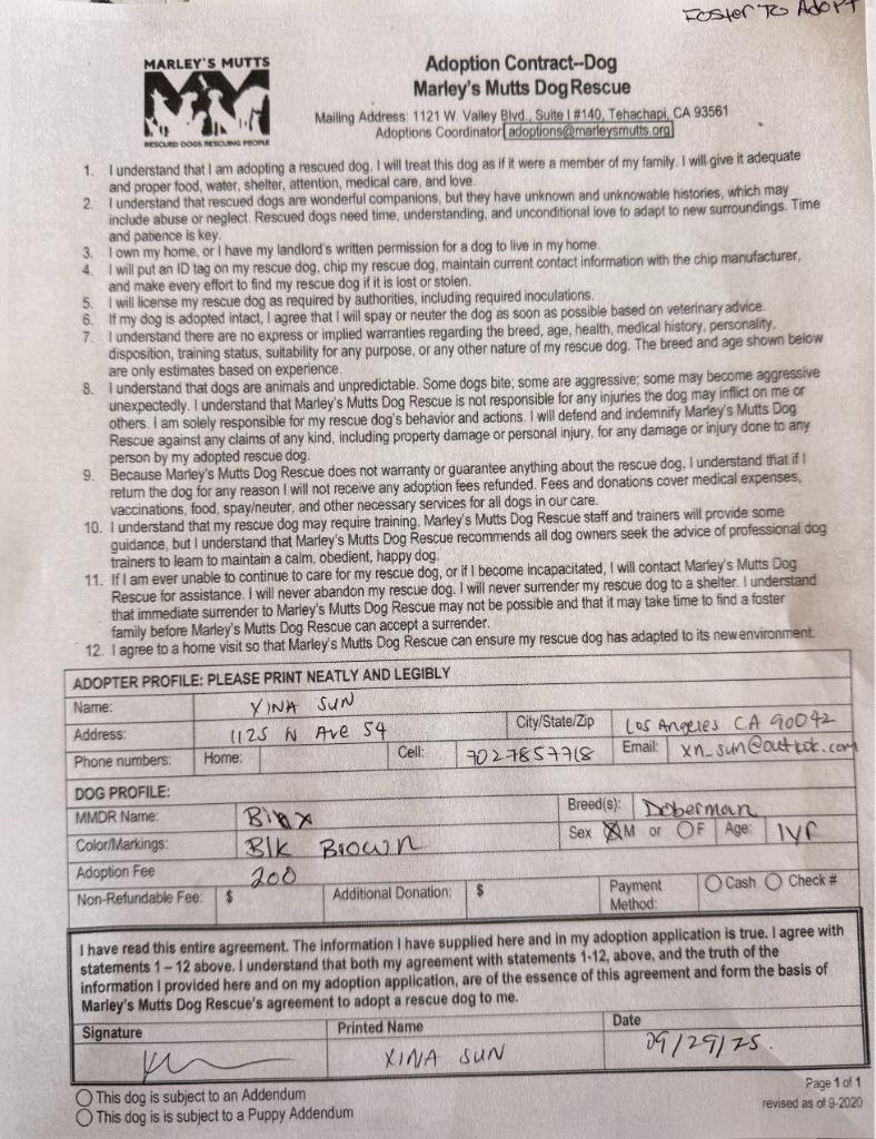 Binx, a Adoptable mixed breed in Tehachapi, CA image 1/2