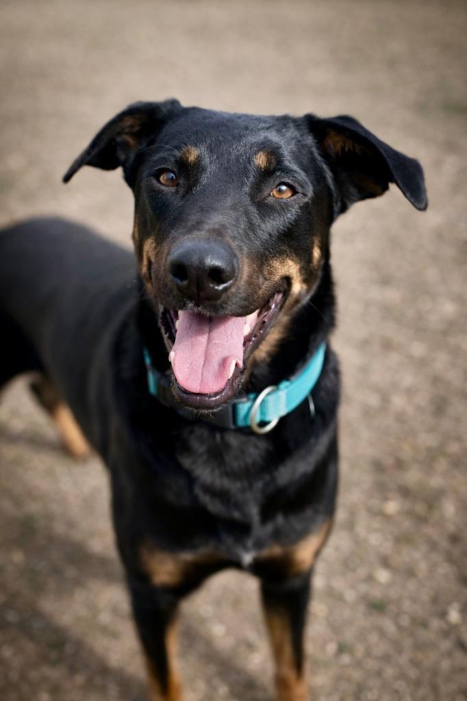 Enlarge Binx, a Adoptable mixed breed in Tehachapi, CA image 2/3