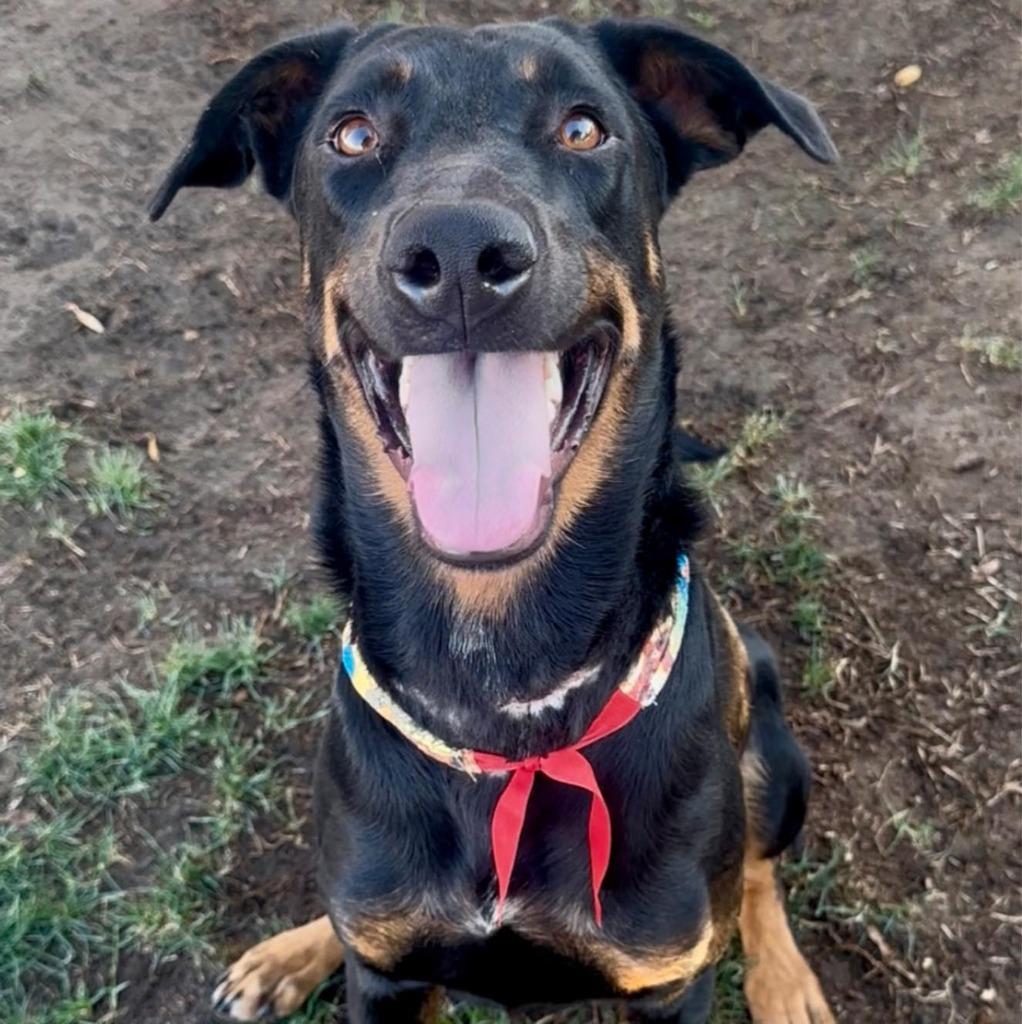 Binx, a Adoptable mixed breed in Tehachapi, CA image 2/2