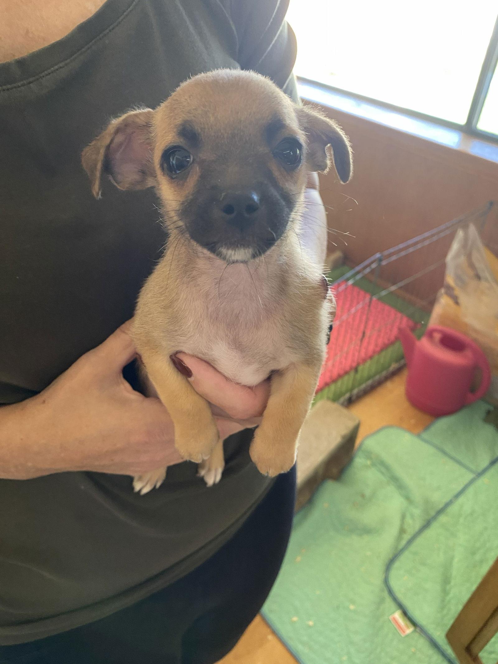 Enlarge Rocky, a Adopted Chihuahua in La Verne, CA image 1/1