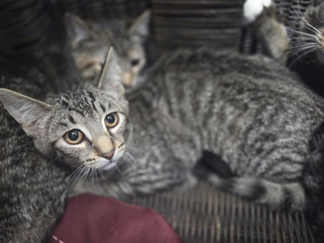 ECHO, Adoptable, Kitten Female Domestic Short Hair.