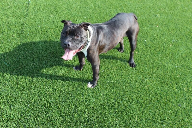 Enlarge Regina, a Adoptable mixed breed in Jackson, TN image 2/4