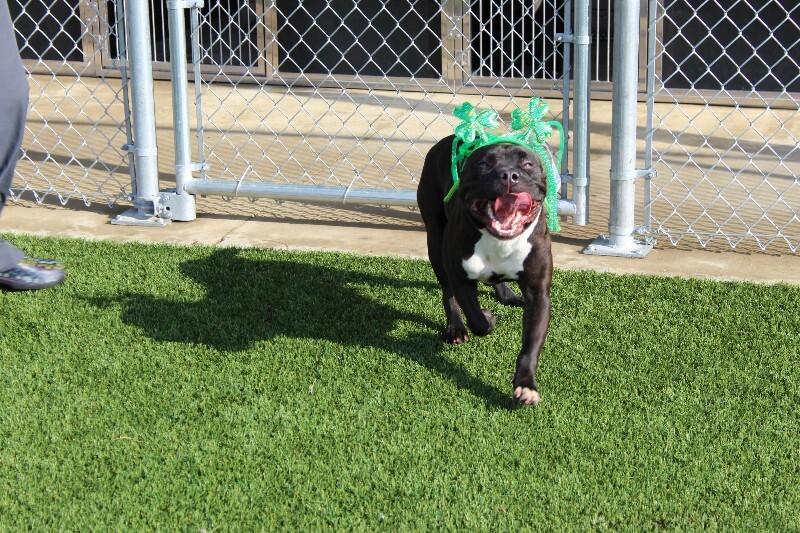 Enlarge Regina, a Adoptable mixed breed in Jackson, TN image 3/4