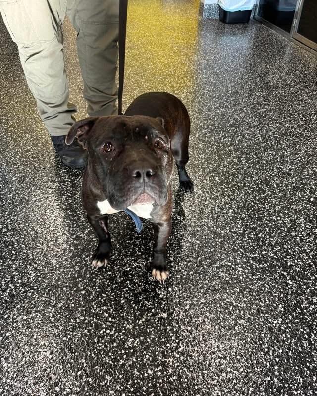 Enlarge Regina, a Adoptable mixed breed in Jackson, TN image 4/4