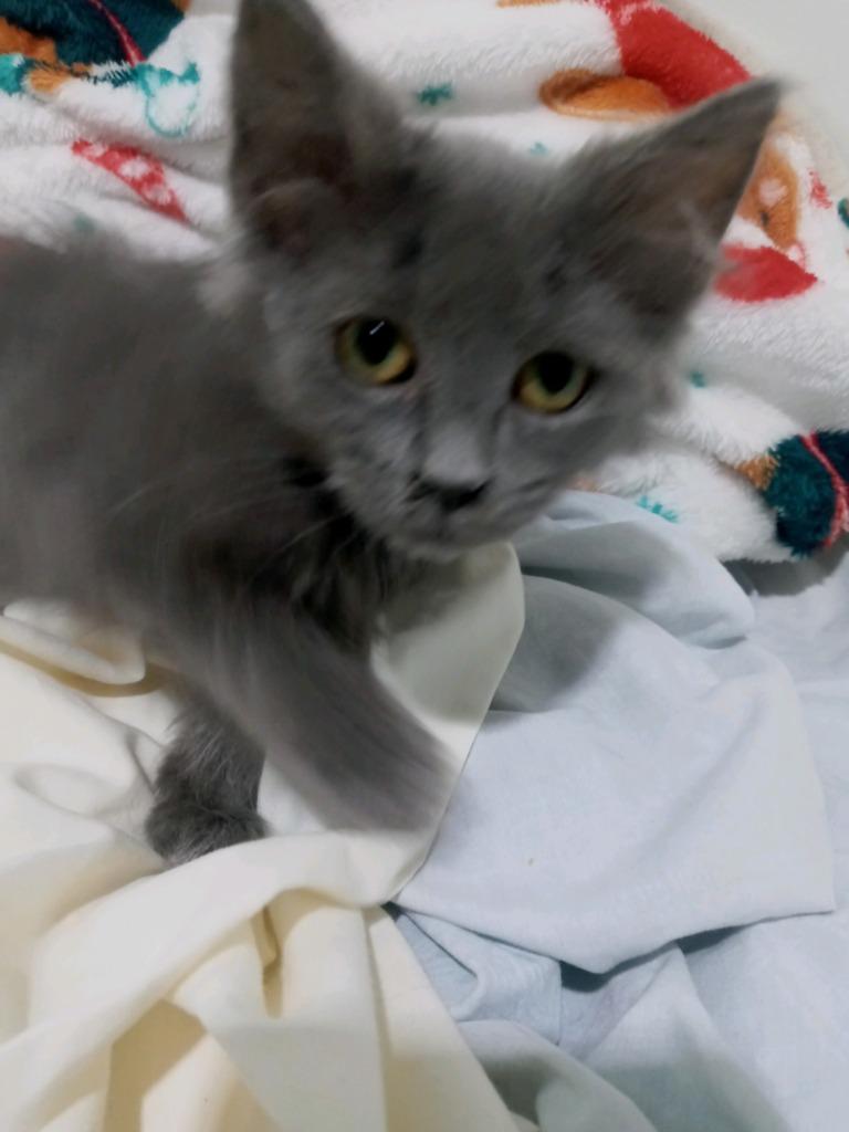 Stormi S, Adopted, Kitten Female Domestic Long Hair.