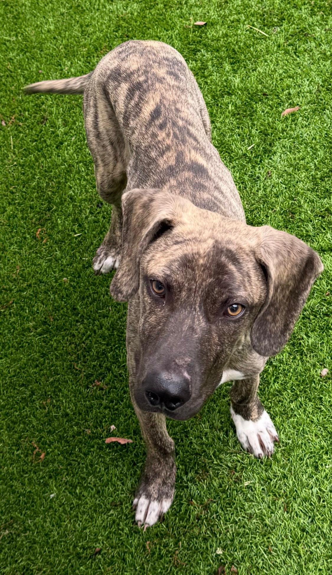 Enlarge Spider, a Adoptable Plott Hound in Paris, TX image 2/4