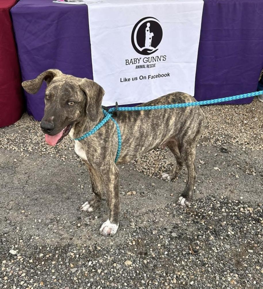 Enlarge Spider, a Adoptable Plott Hound in Paris, TX image 4/4
