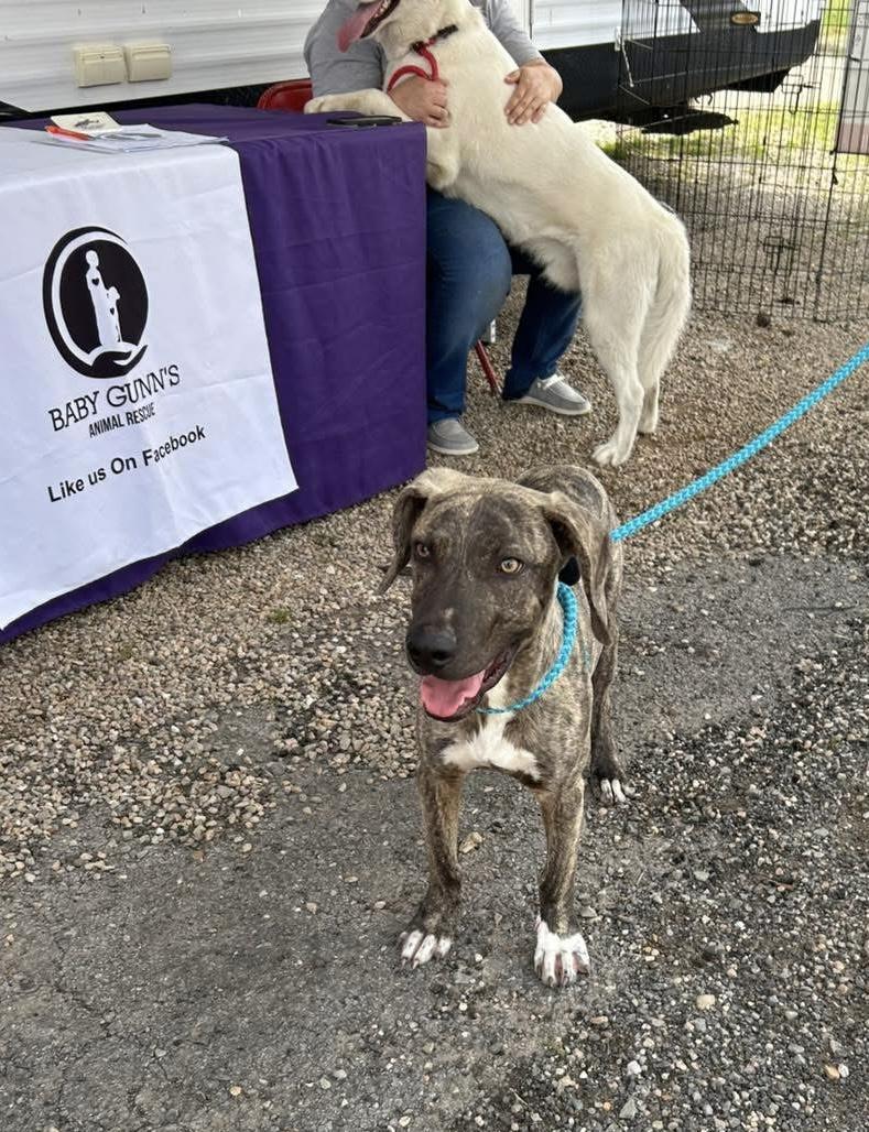 Enlarge Spider, a Adoptable Plott Hound in Paris, TX image 3/4