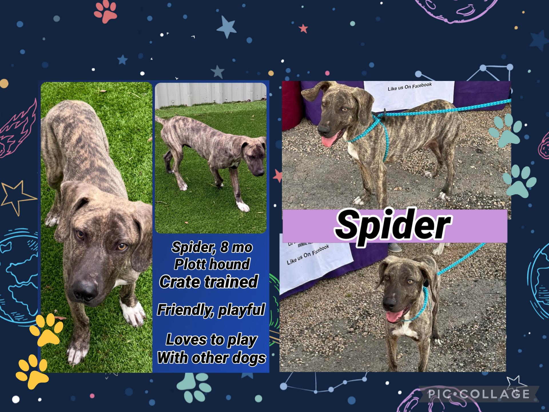 Spider, Adoptable, Young Male Plott Hound.