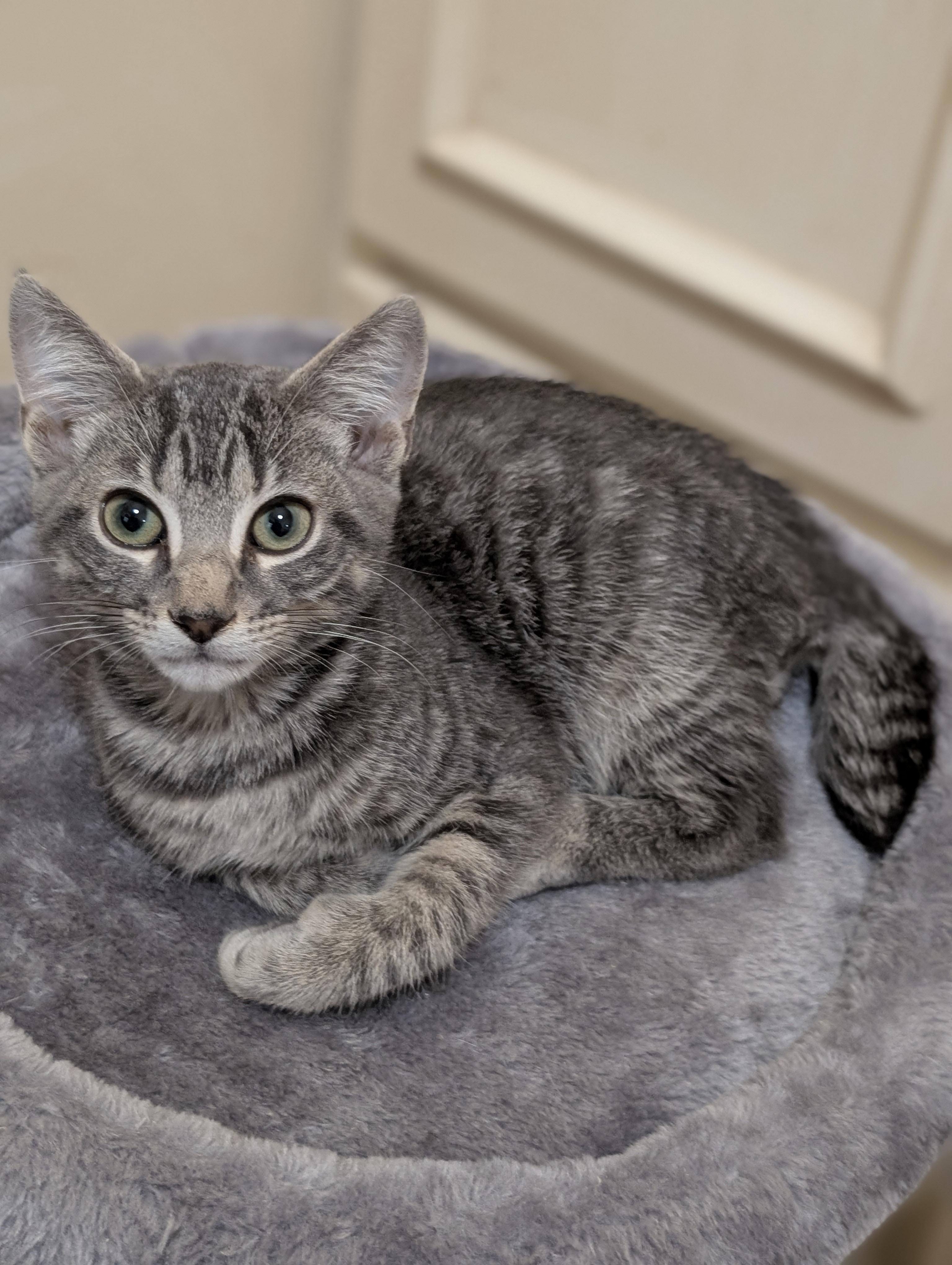 Ollie, an adopted Domestic Short Hair in Jacksonville, FL image 2/5