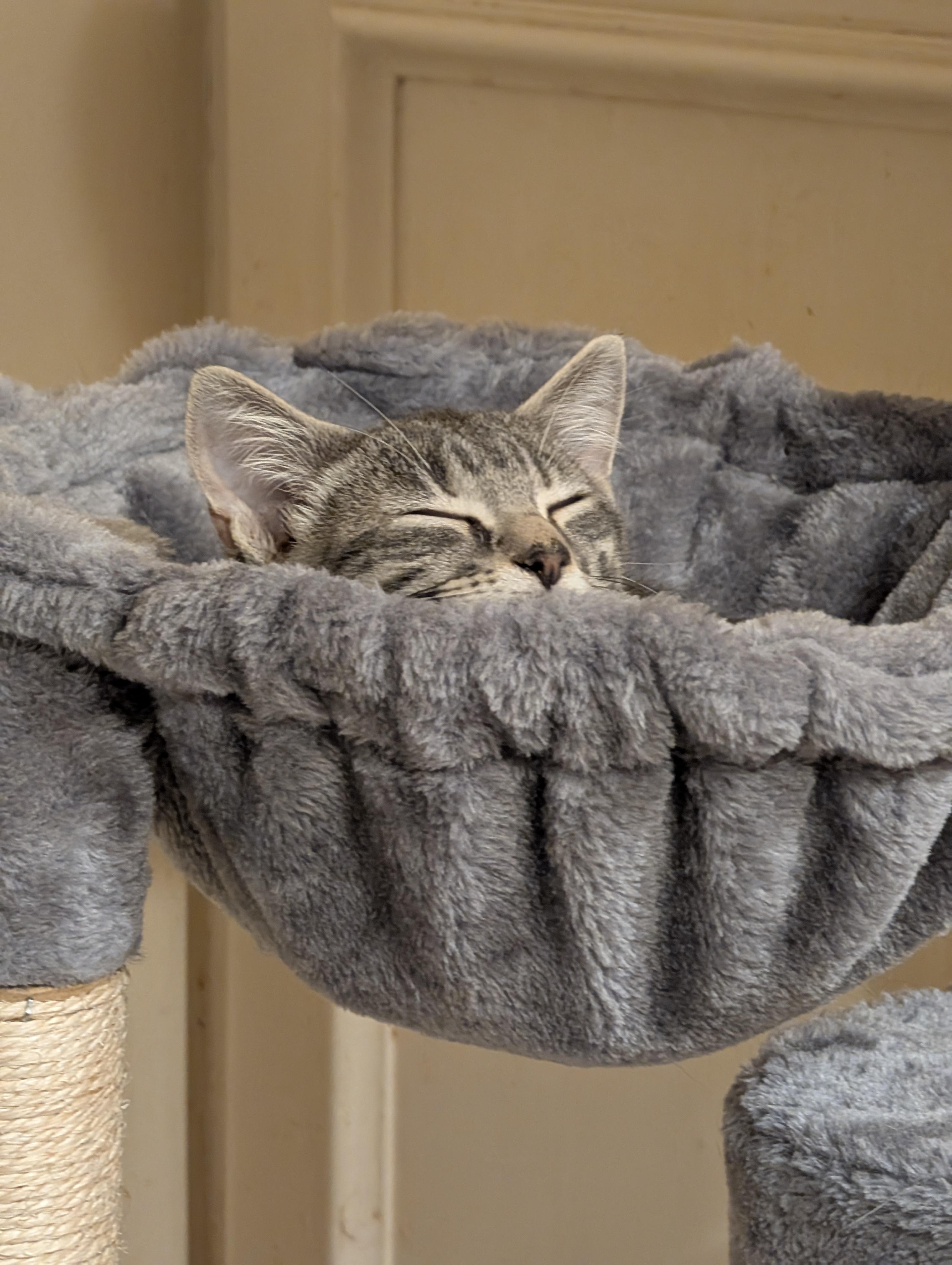 Ollie, an adopted Domestic Short Hair in Jacksonville, FL image 4/5