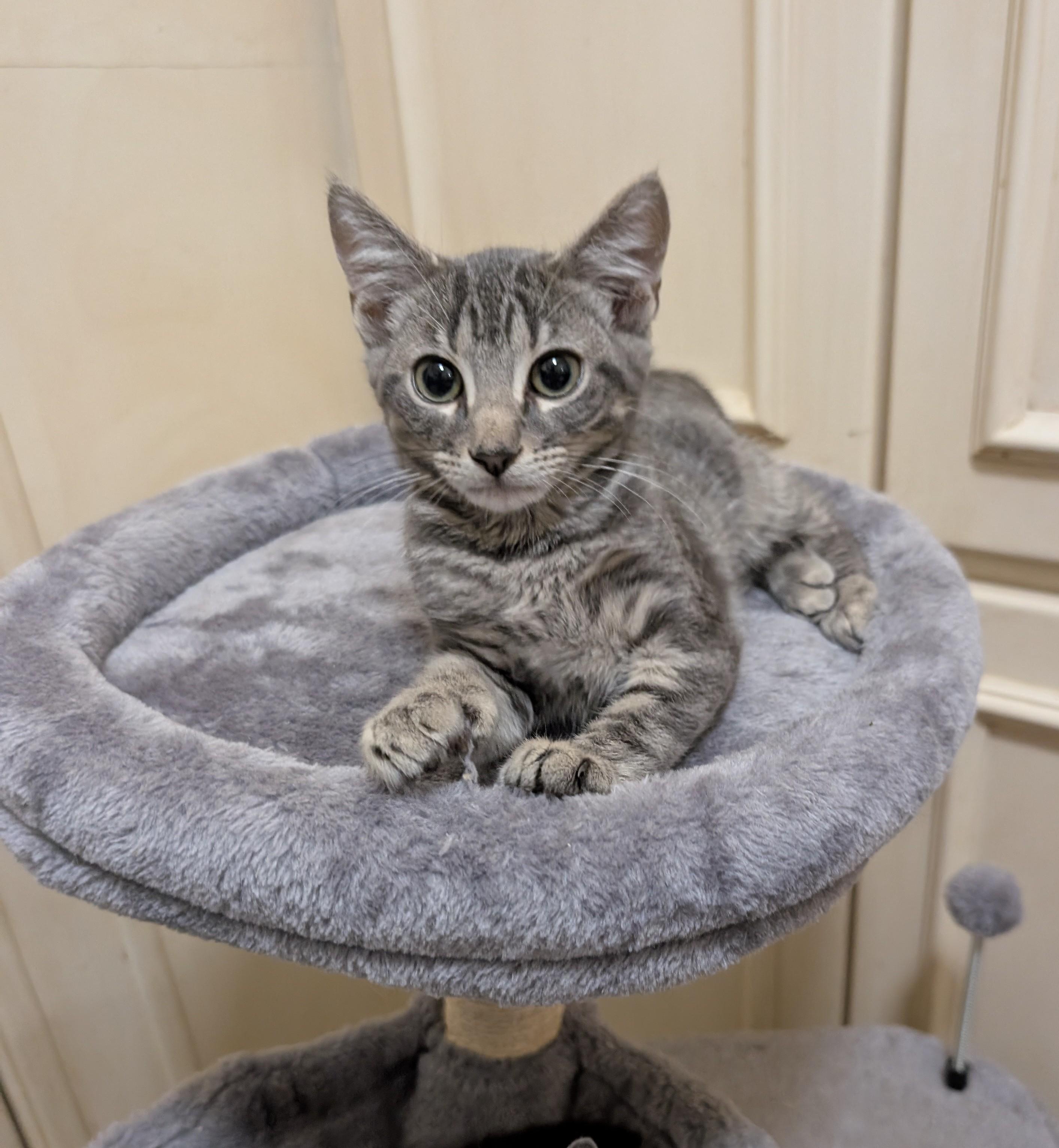 Ollie, an adopted Domestic Short Hair in Jacksonville, FL image 3/5