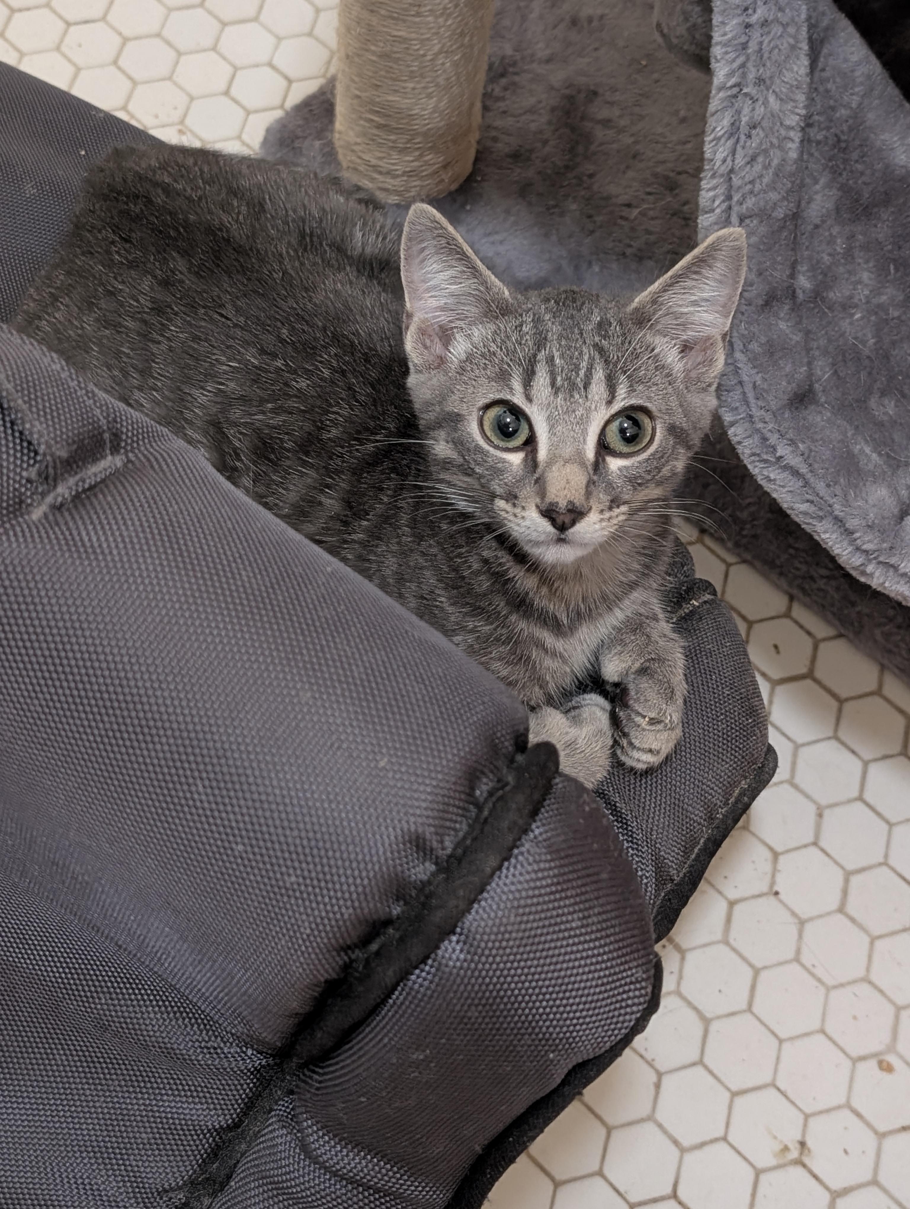 Ollie, an adopted Domestic Short Hair in Jacksonville, FL image 5/5