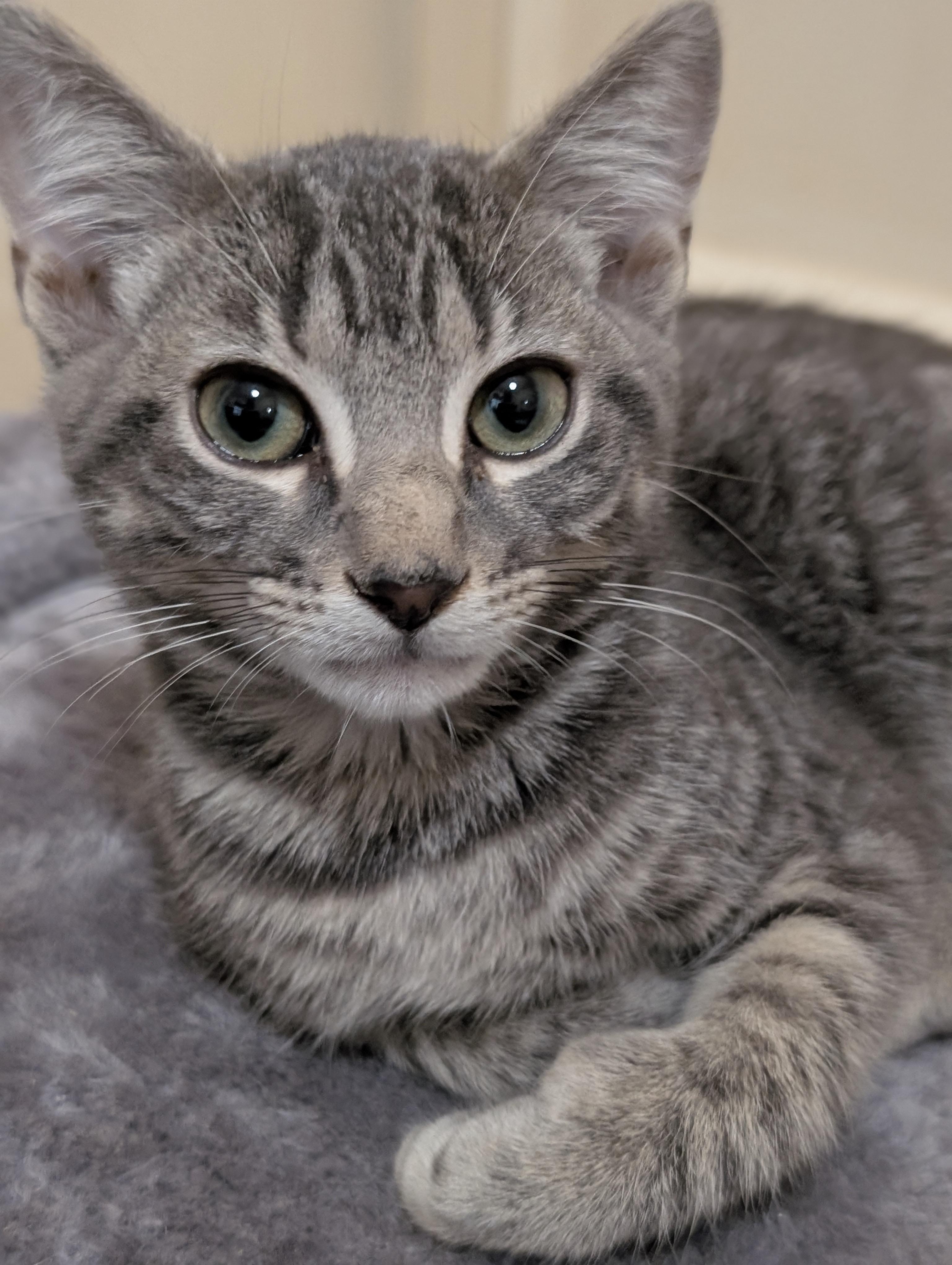 Ollie, adopted, Kitten Male Domestic Short Hair.