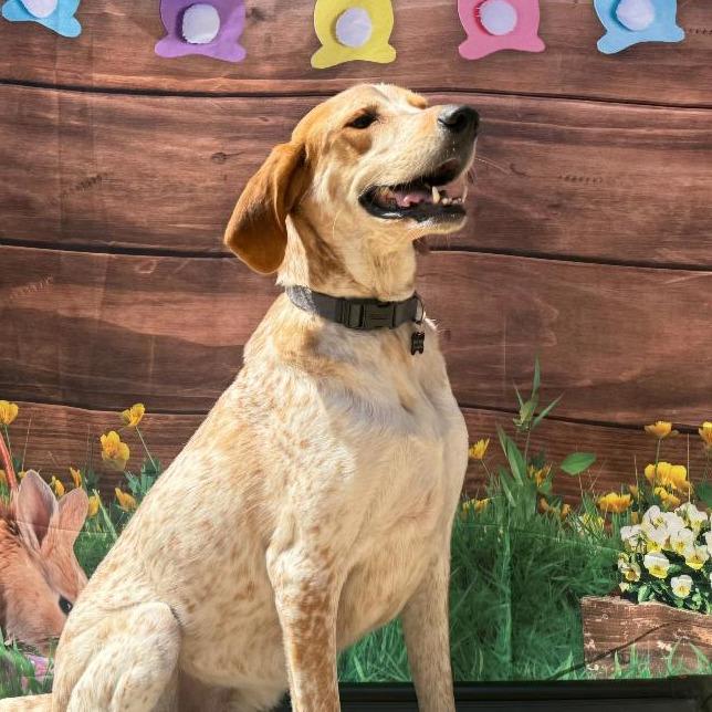 Enlarge Tinsel (now Toby), a Adoptable mixed breed in Fairfax, VA image 1/2
