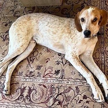 Enlarge Tinsel (now Toby), a Adoptable mixed breed in Fairfax, VA image 2/2
