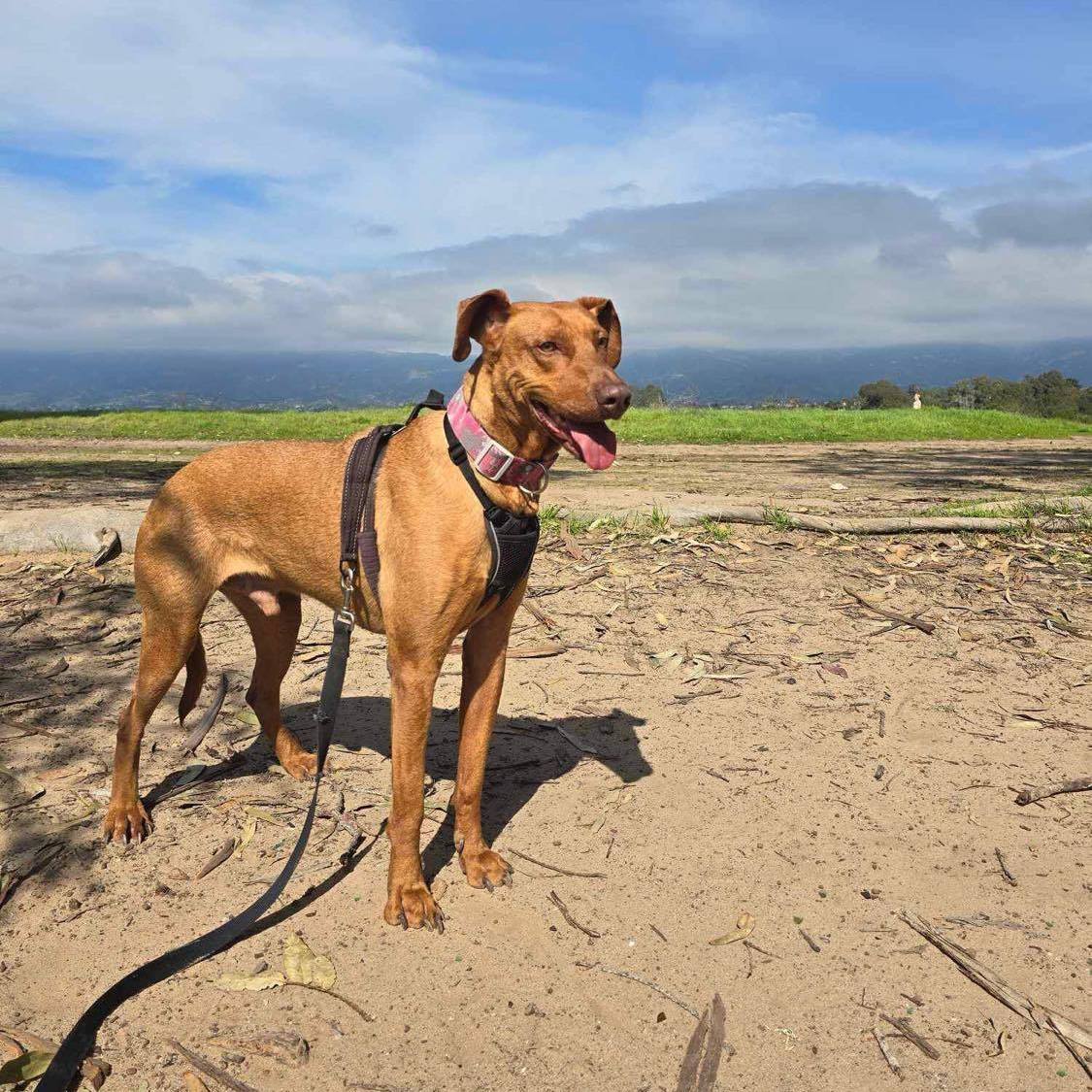 Coni, Adoptable, Adult Male Vizsla.