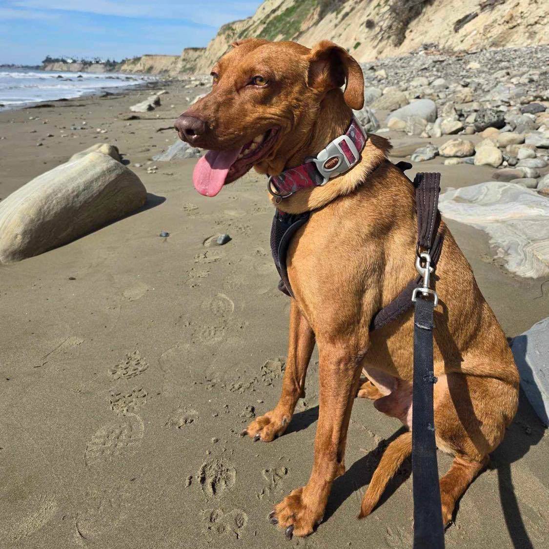 Enlarge Coni, a Adoptable mixed breed in Tehachapi, CA image 2/13