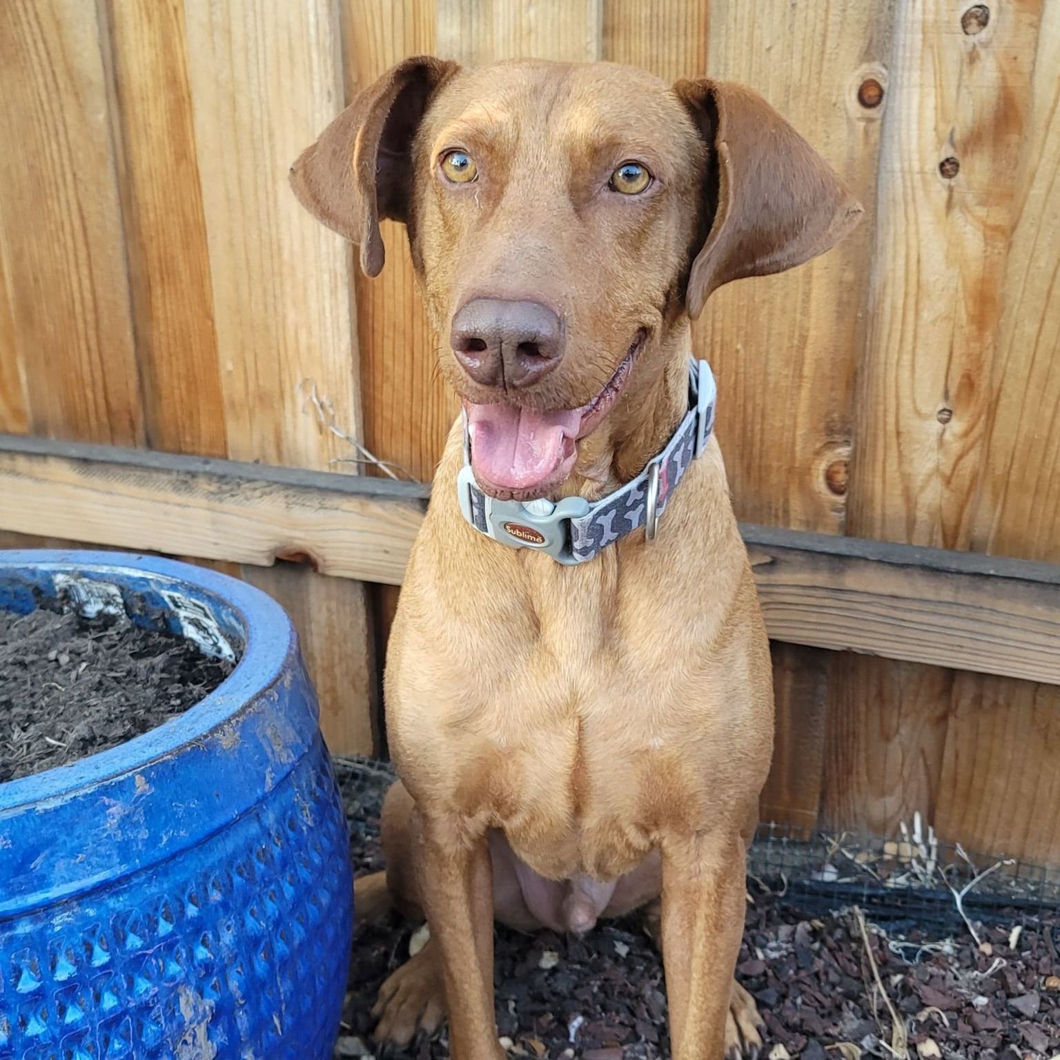 Enlarge Coni, a Adoptable mixed breed in Tehachapi, CA image 3/13